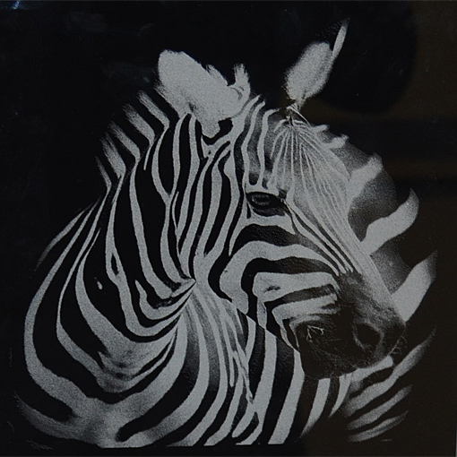 Zebra Lasermotiv auf Glas